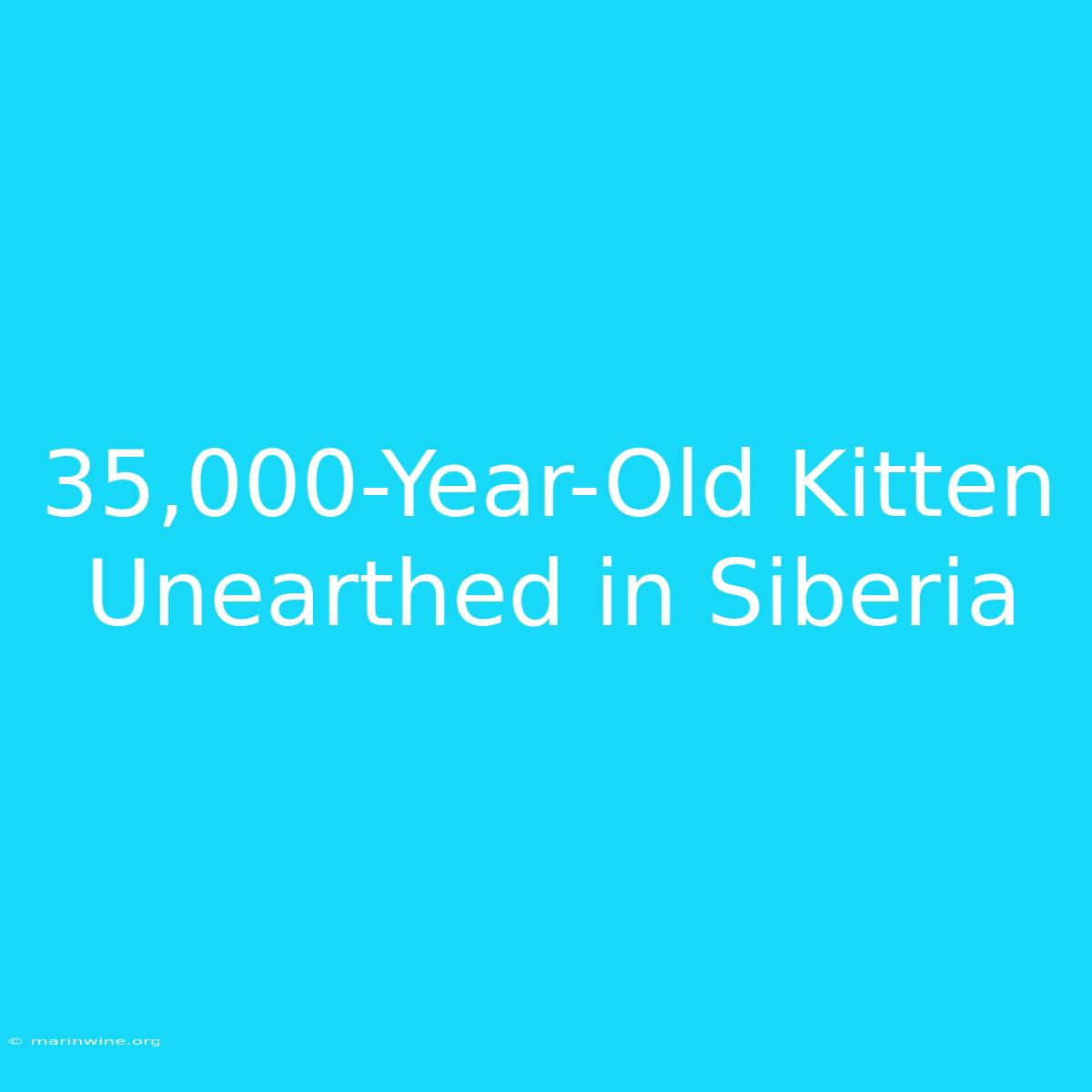 35,000-Year-Old Kitten Unearthed In Siberia