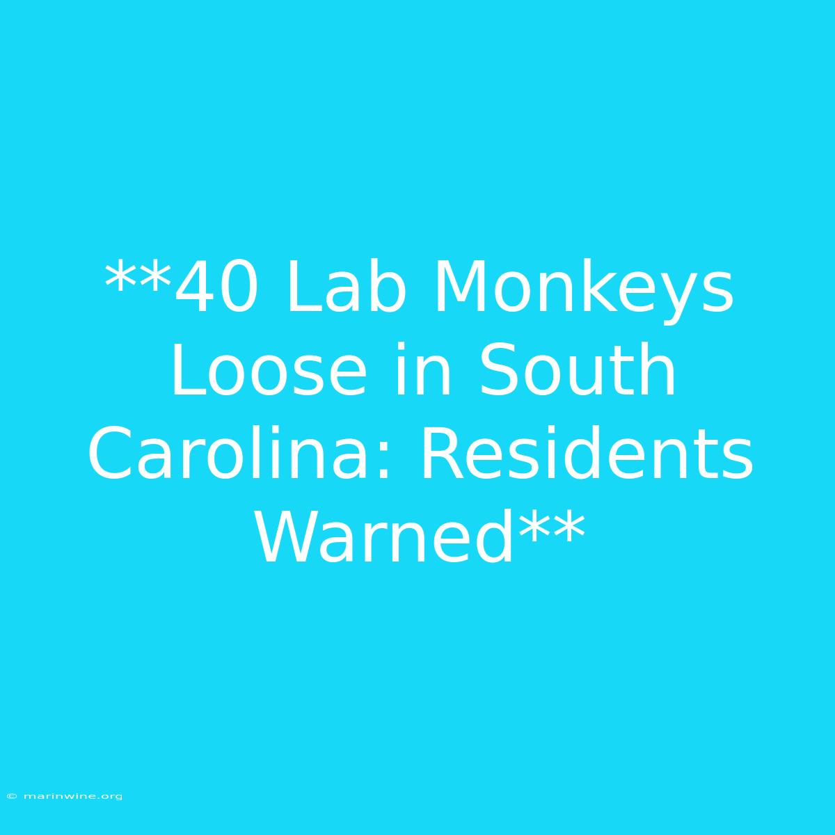 **40 Lab Monkeys Loose In South Carolina: Residents Warned**