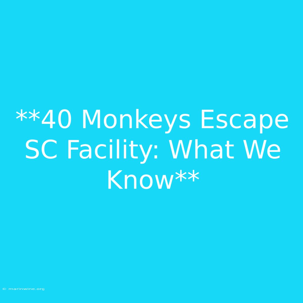 **40 Monkeys Escape SC Facility: What We Know**