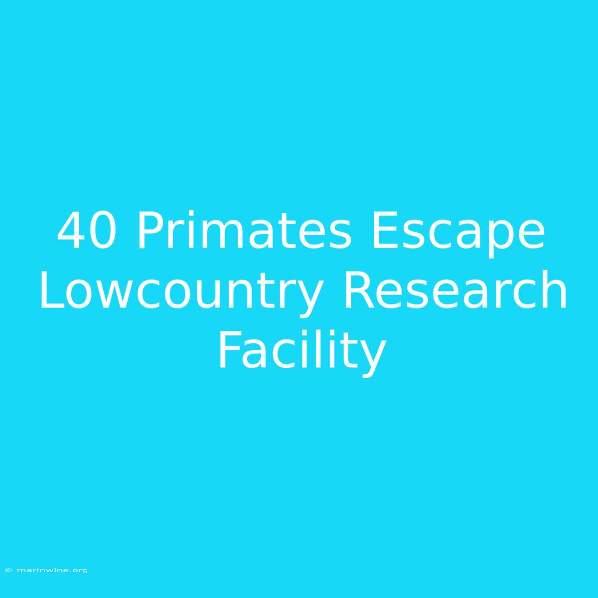 40 Primates Escape Lowcountry Research Facility