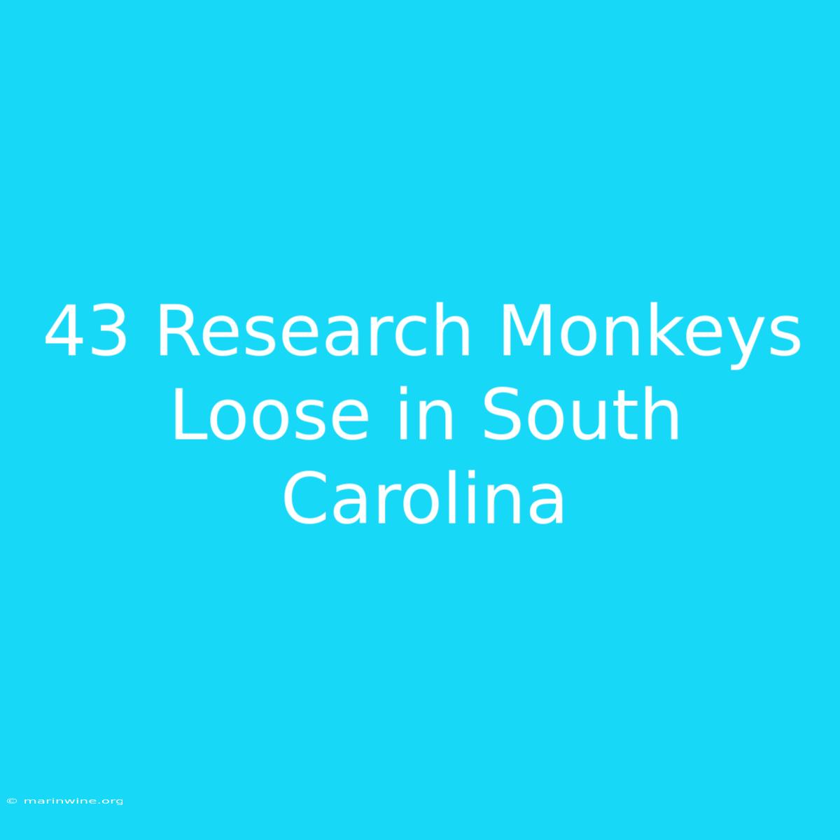 43 Research Monkeys Loose In South Carolina 