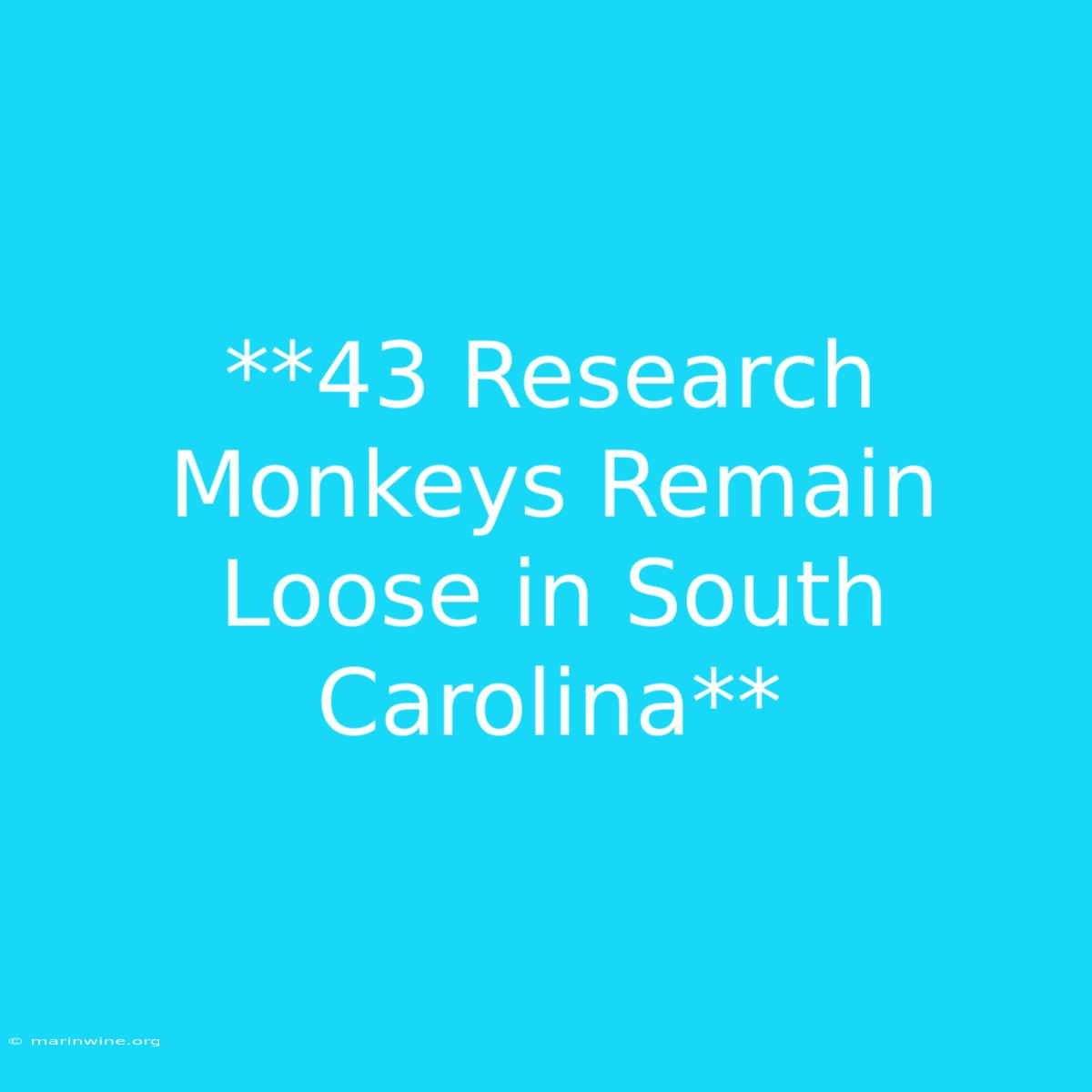 **43 Research Monkeys Remain Loose In South Carolina**