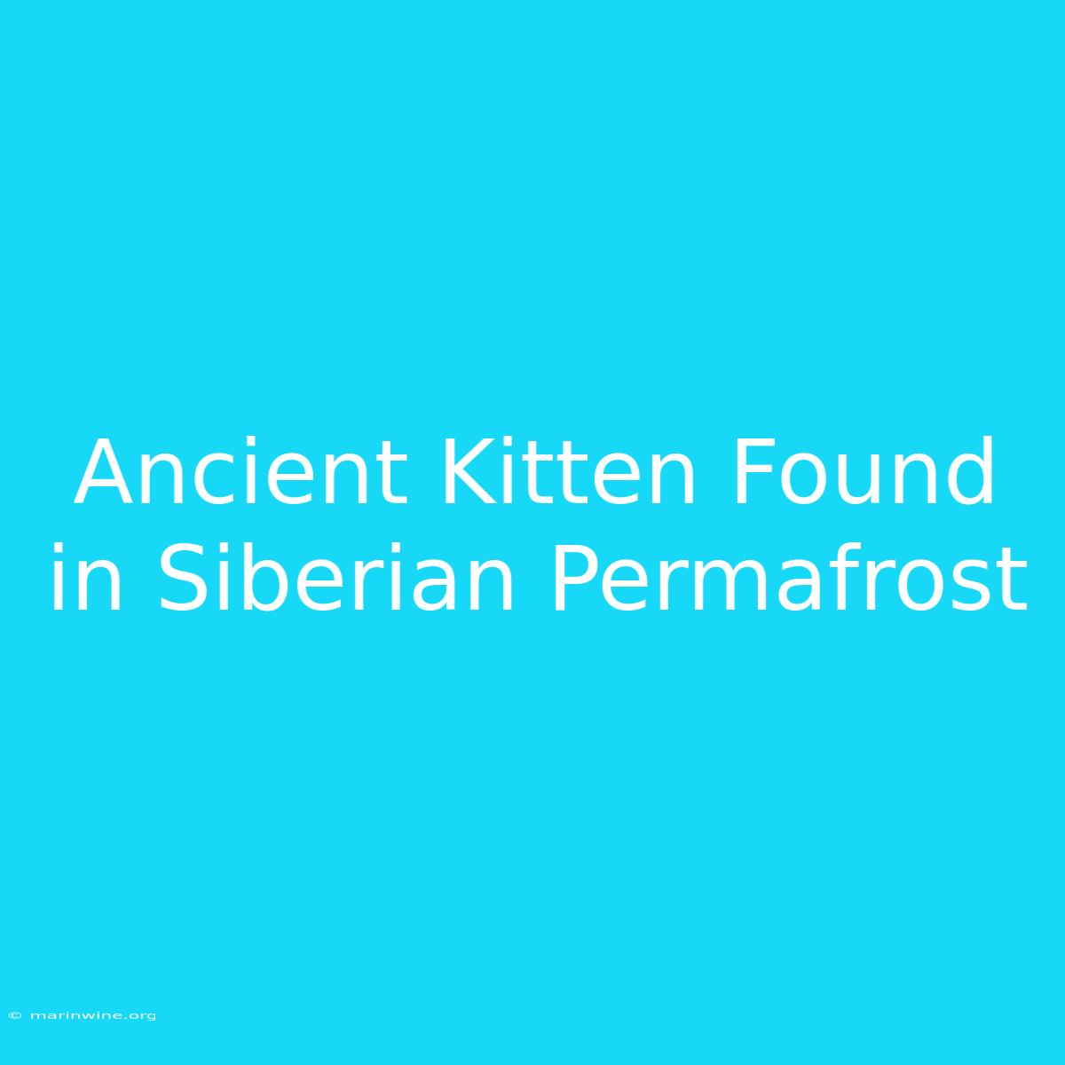 Ancient Kitten Found In Siberian Permafrost