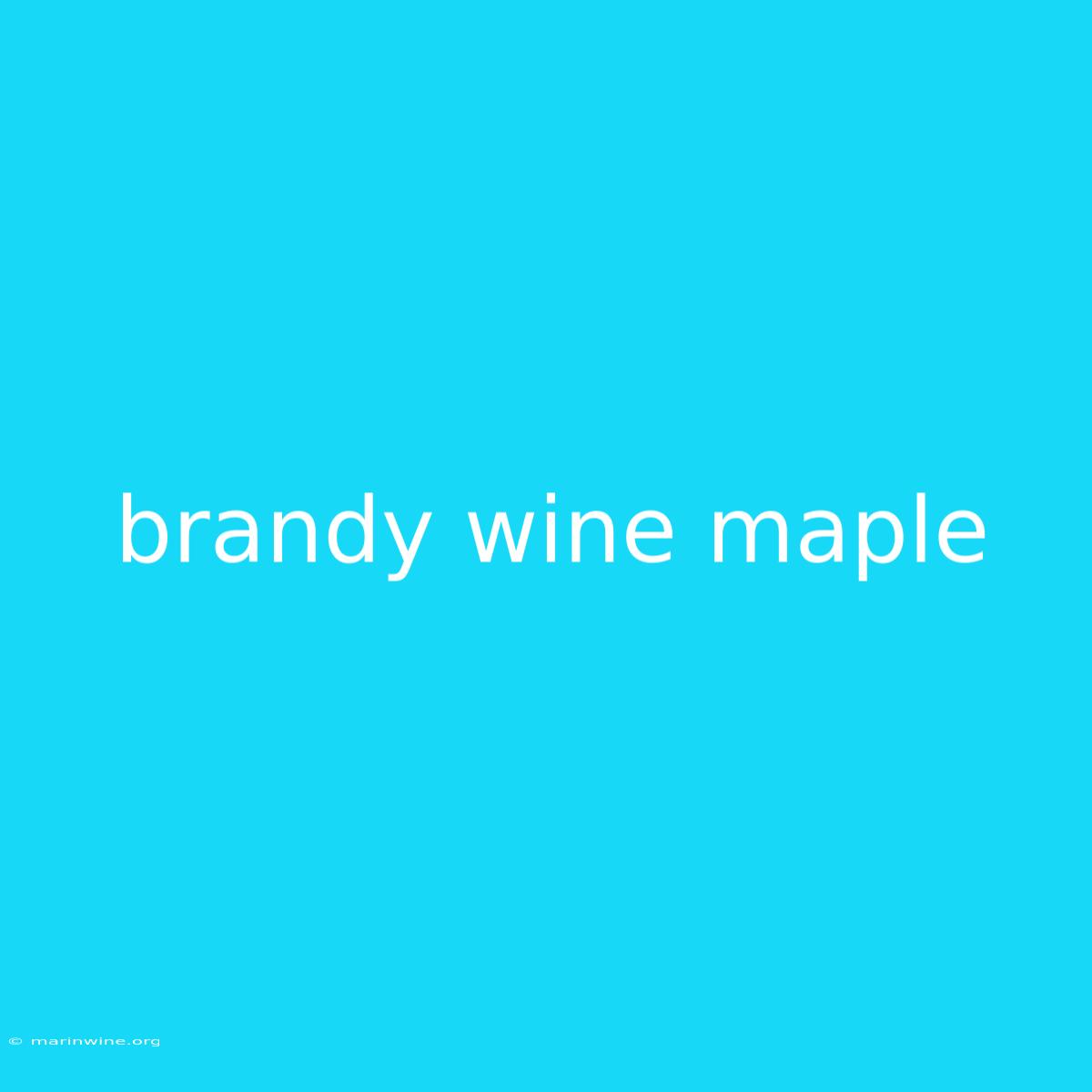 Brandy Wine Maple