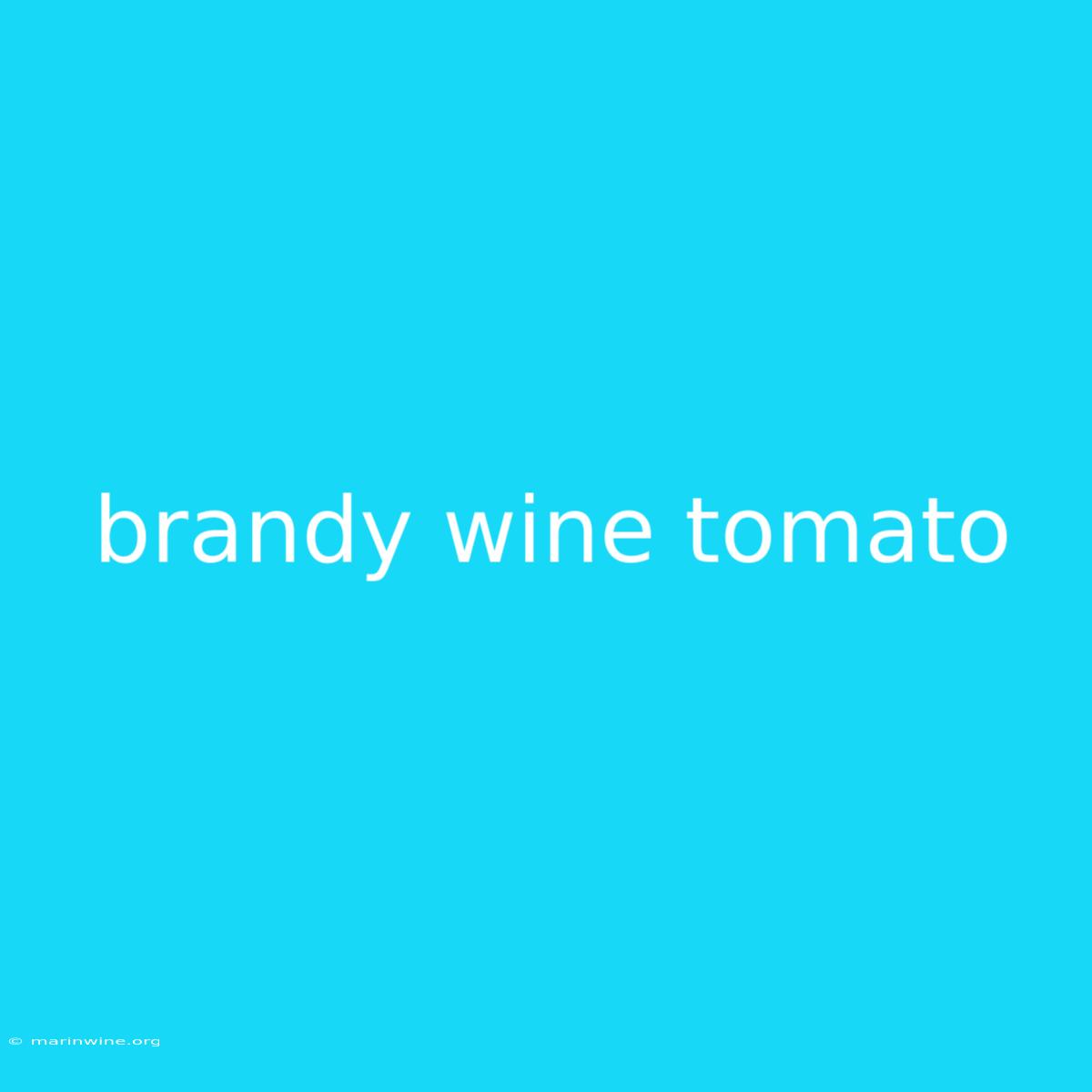 Brandy Wine Tomato