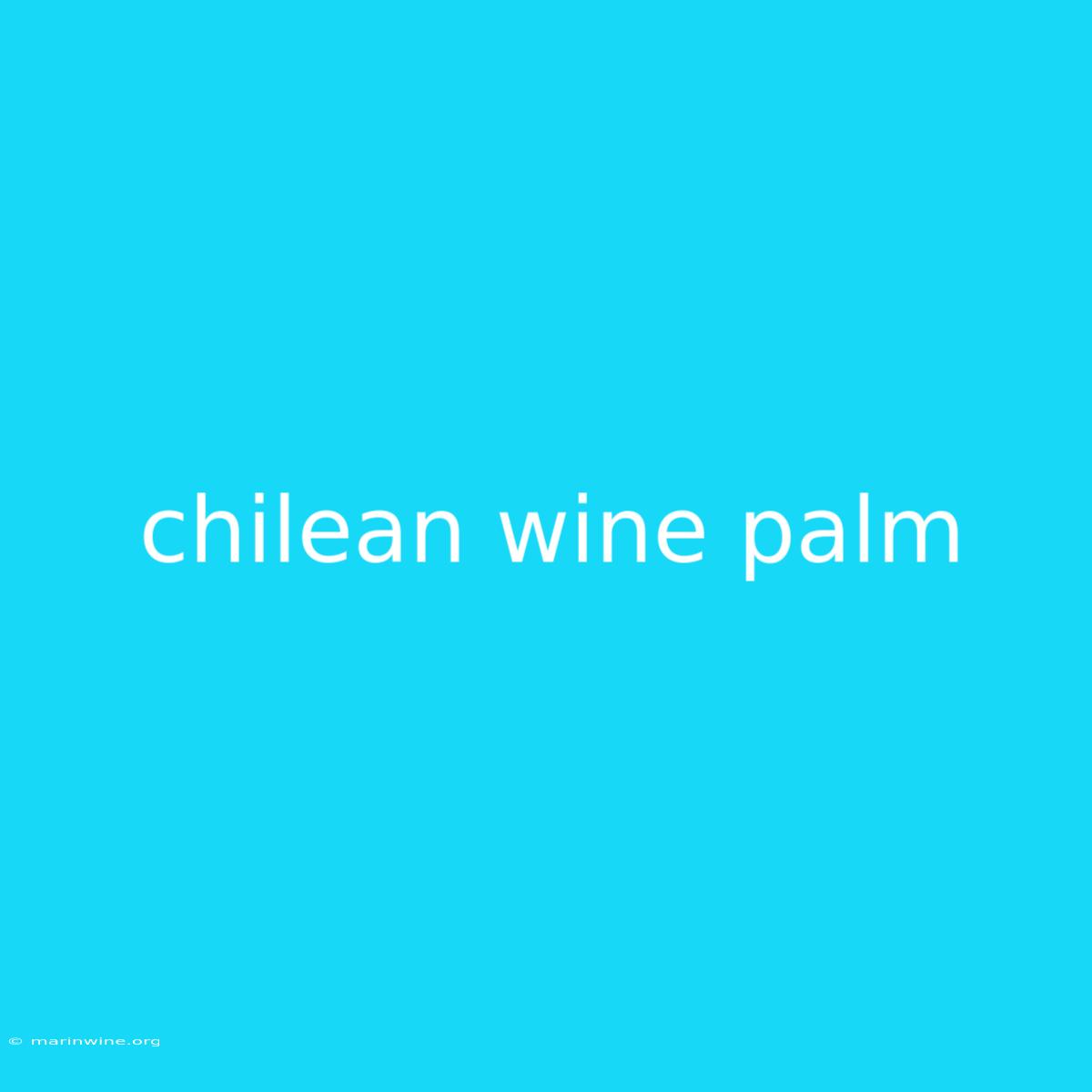 Chilean Wine Palm