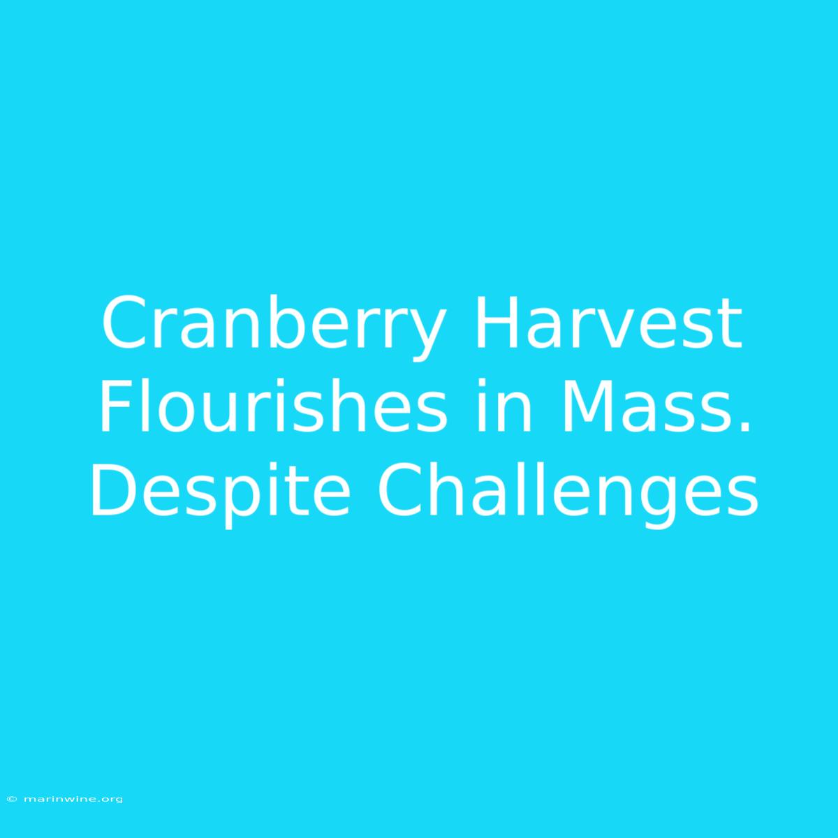 Cranberry Harvest Flourishes In Mass. Despite Challenges