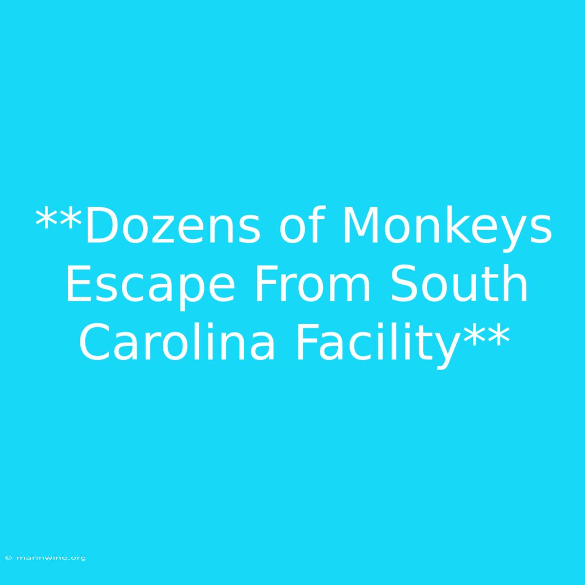 **Dozens Of Monkeys Escape From South Carolina Facility** 