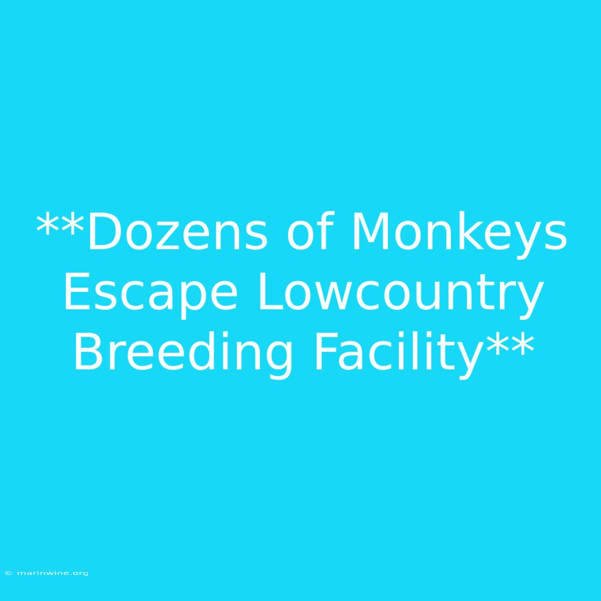 **Dozens Of Monkeys Escape Lowcountry Breeding Facility**