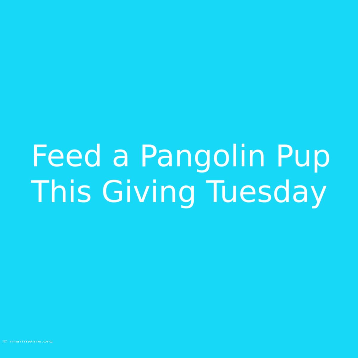 Feed A Pangolin Pup This Giving Tuesday