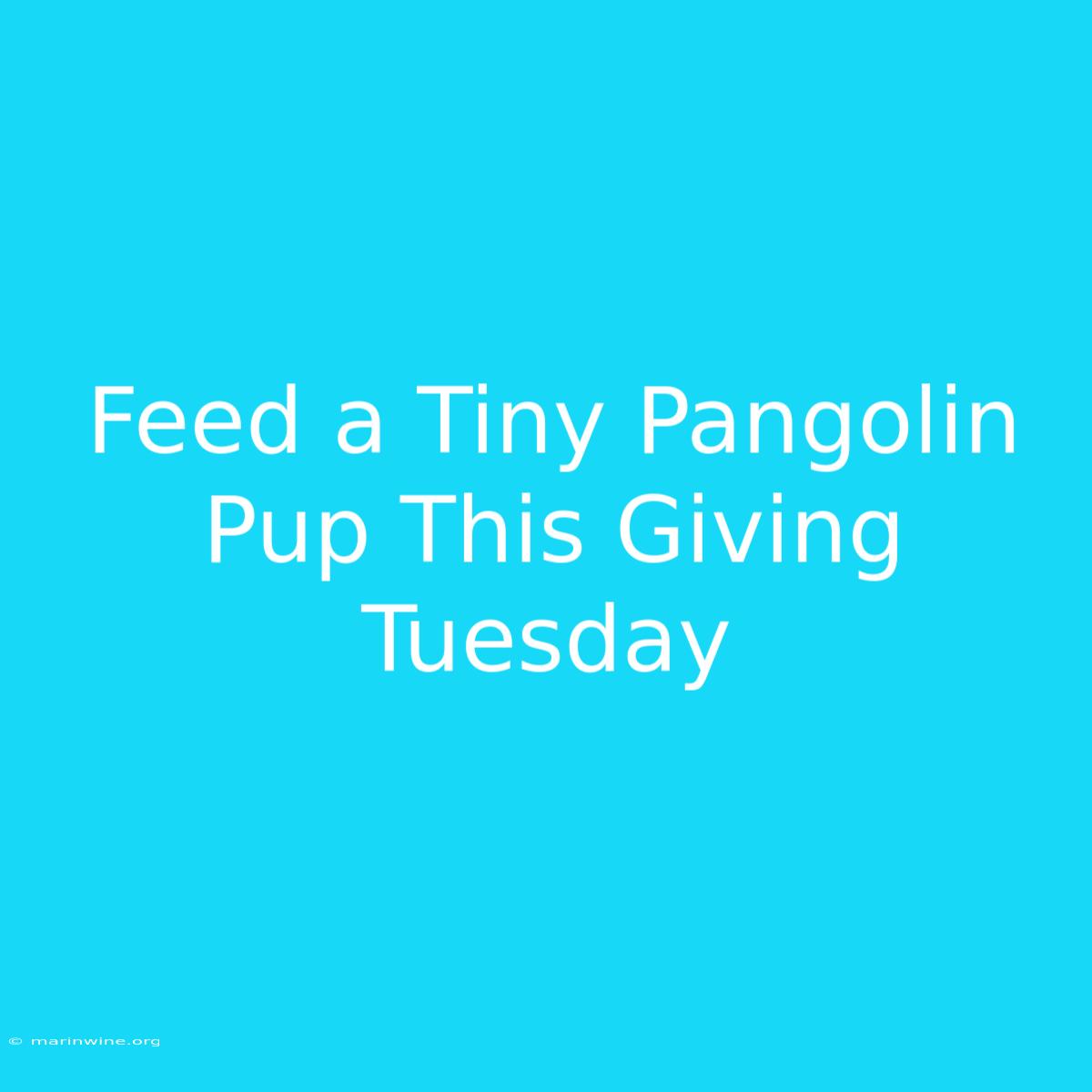 Feed A Tiny Pangolin Pup This Giving Tuesday 