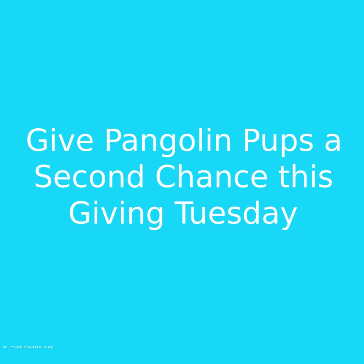 Give Pangolin Pups A Second Chance This Giving Tuesday