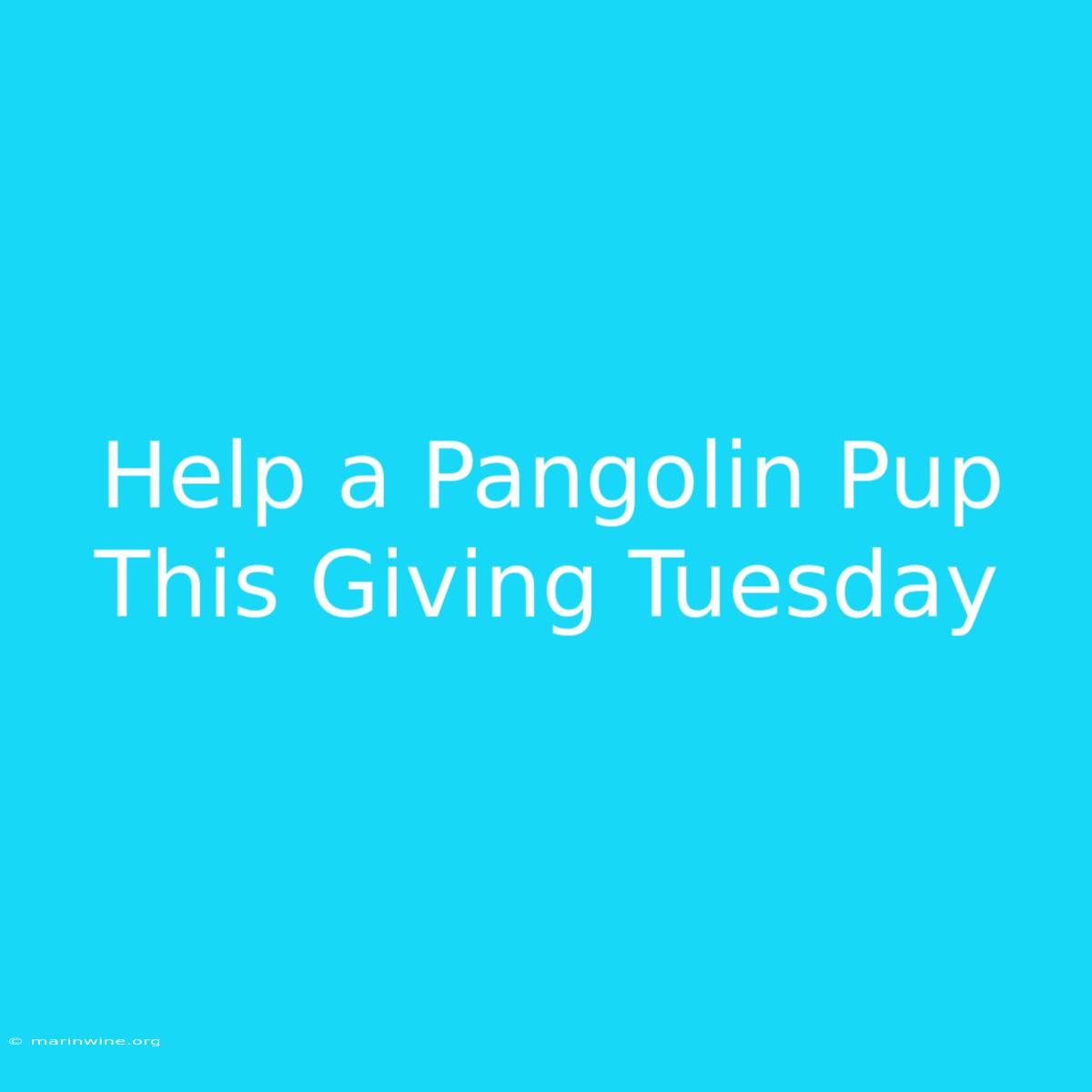 Help A Pangolin Pup This Giving Tuesday