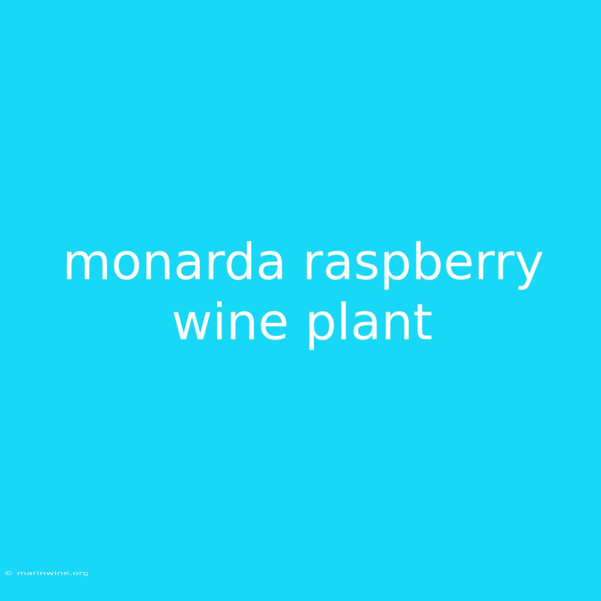 Monarda Raspberry Wine Plant