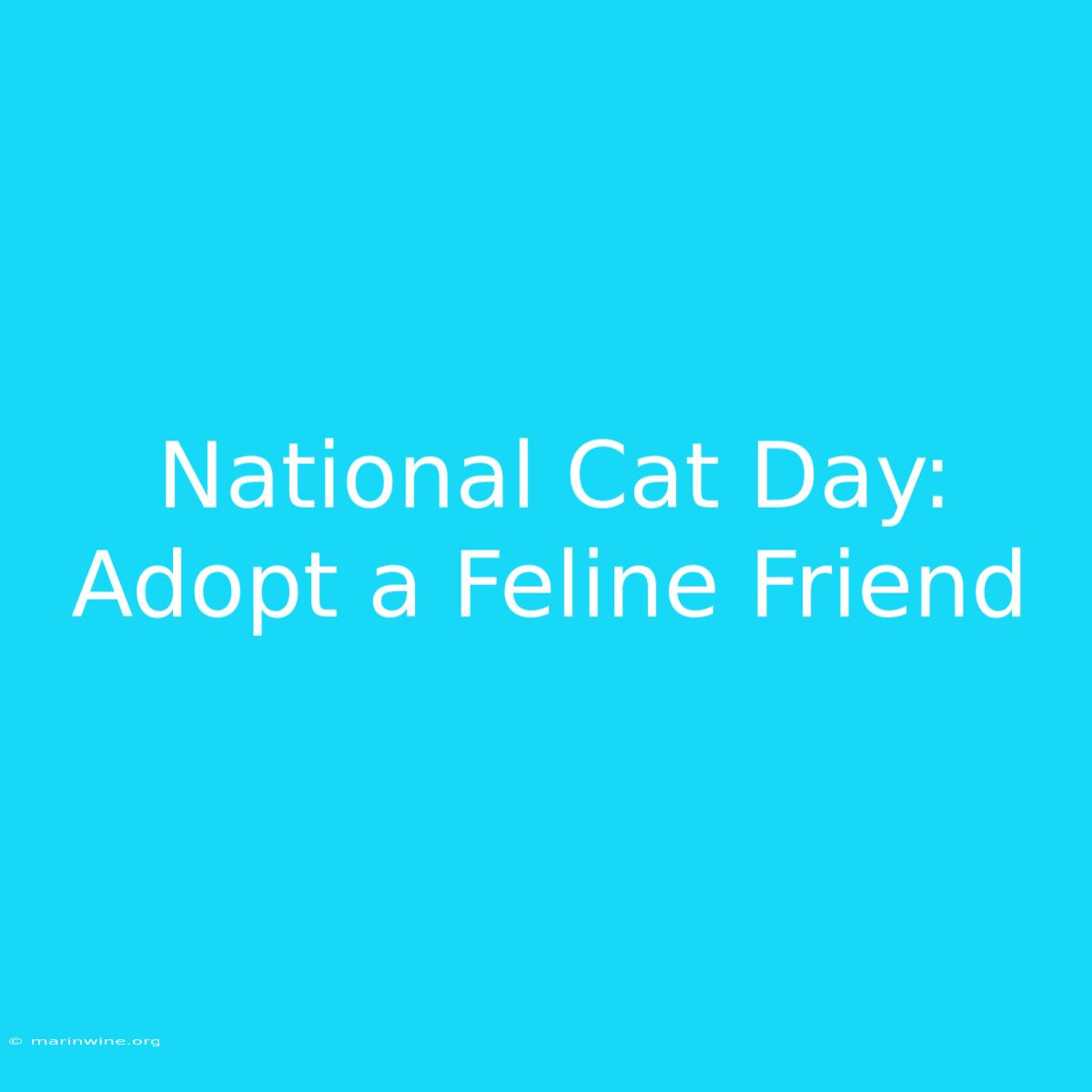 National Cat Day: Adopt A Feline Friend