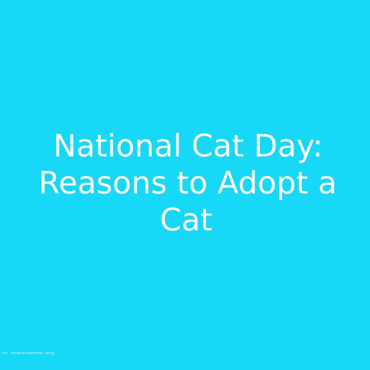 National Cat Day: Reasons To Adopt A Cat 