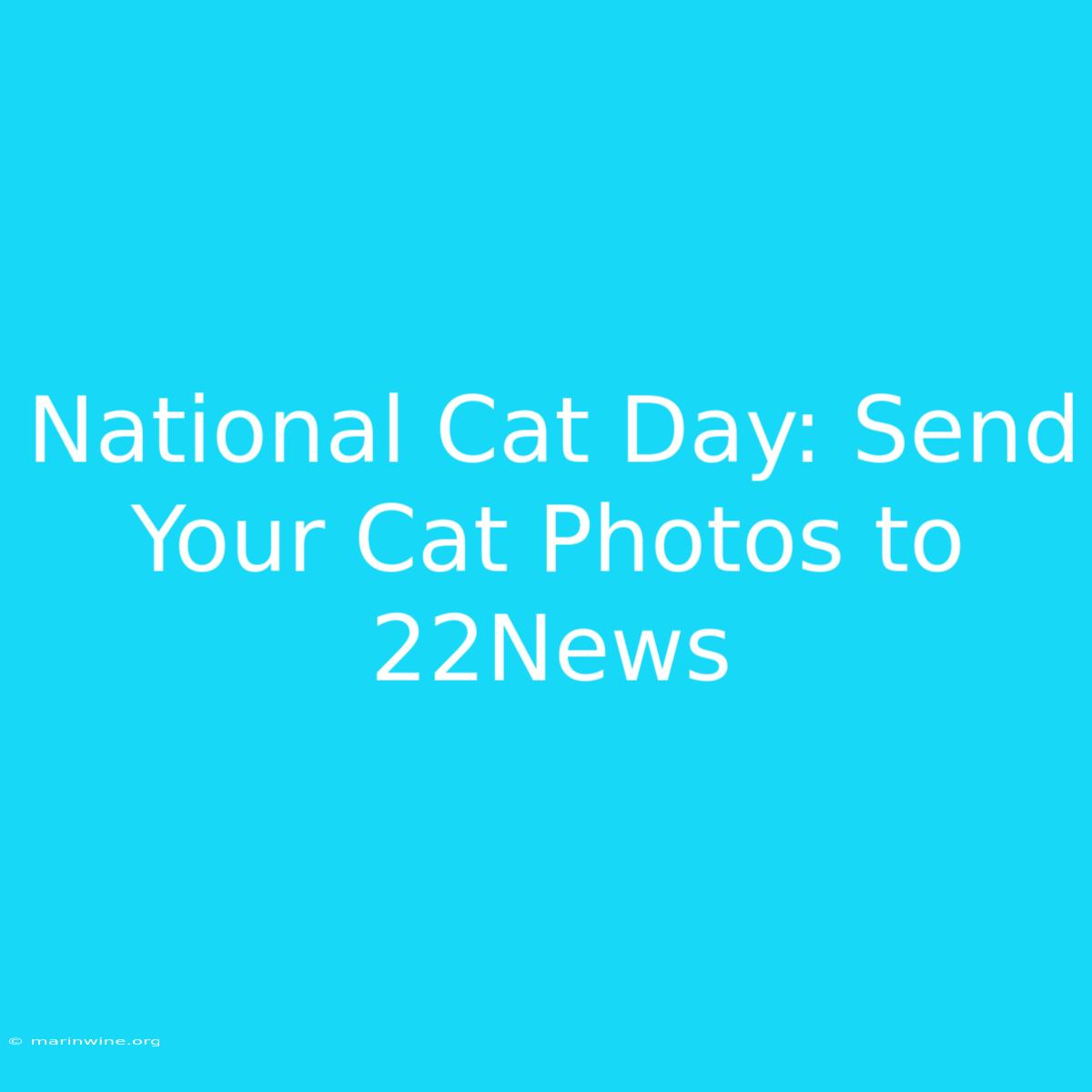 National Cat Day: Send Your Cat Photos To 22News 