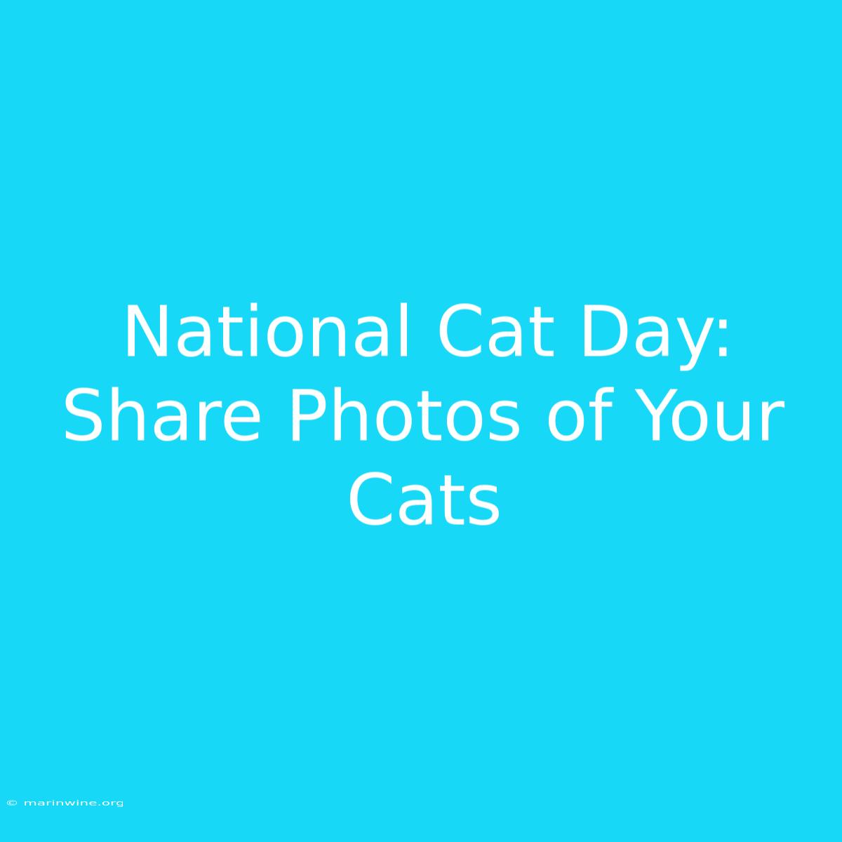 National Cat Day: Share Photos Of Your Cats 