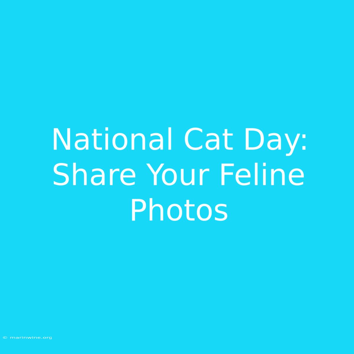 National Cat Day: Share Your Feline Photos