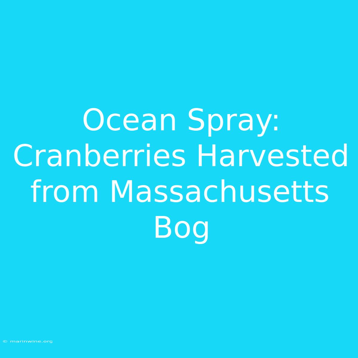 Ocean Spray: Cranberries Harvested From Massachusetts Bog