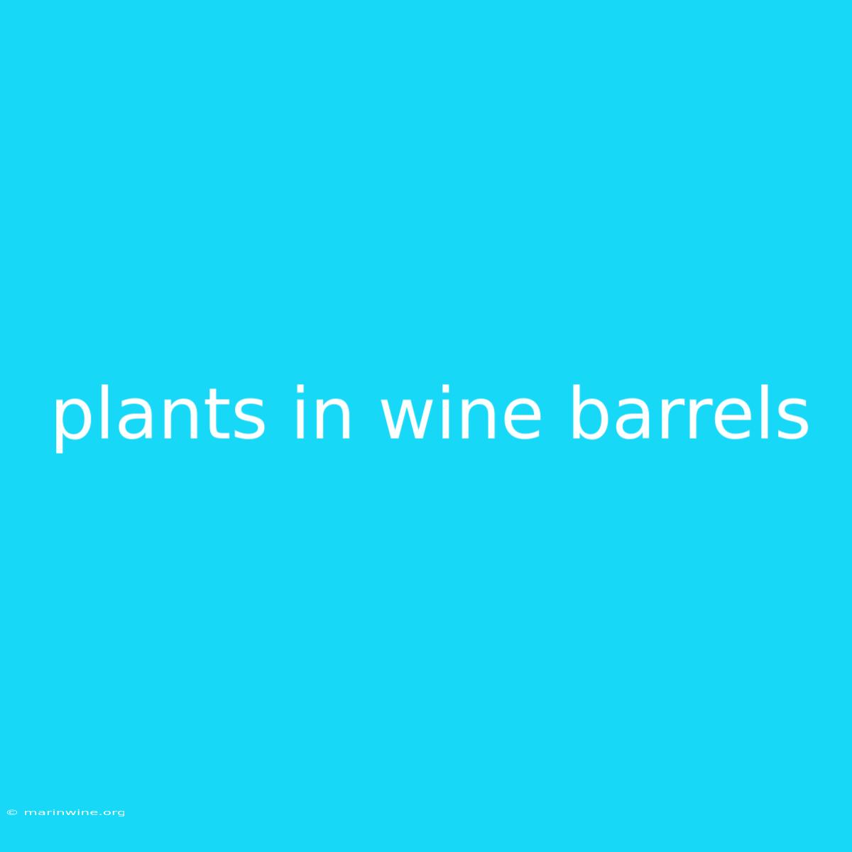 Plants In Wine Barrels