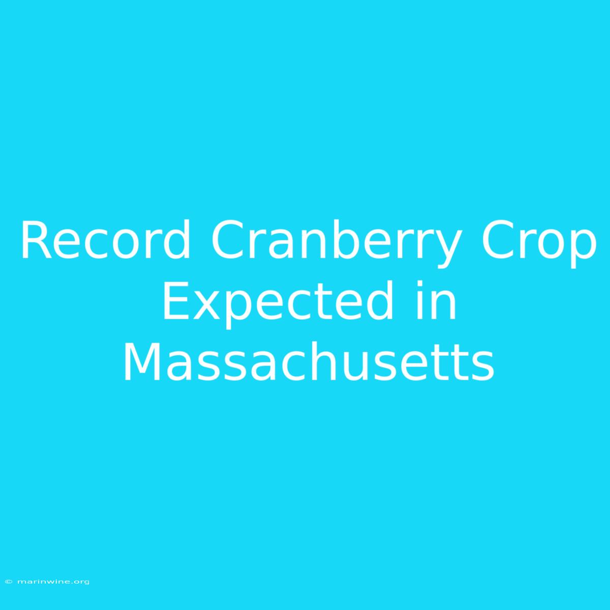 Record Cranberry Crop Expected In Massachusetts