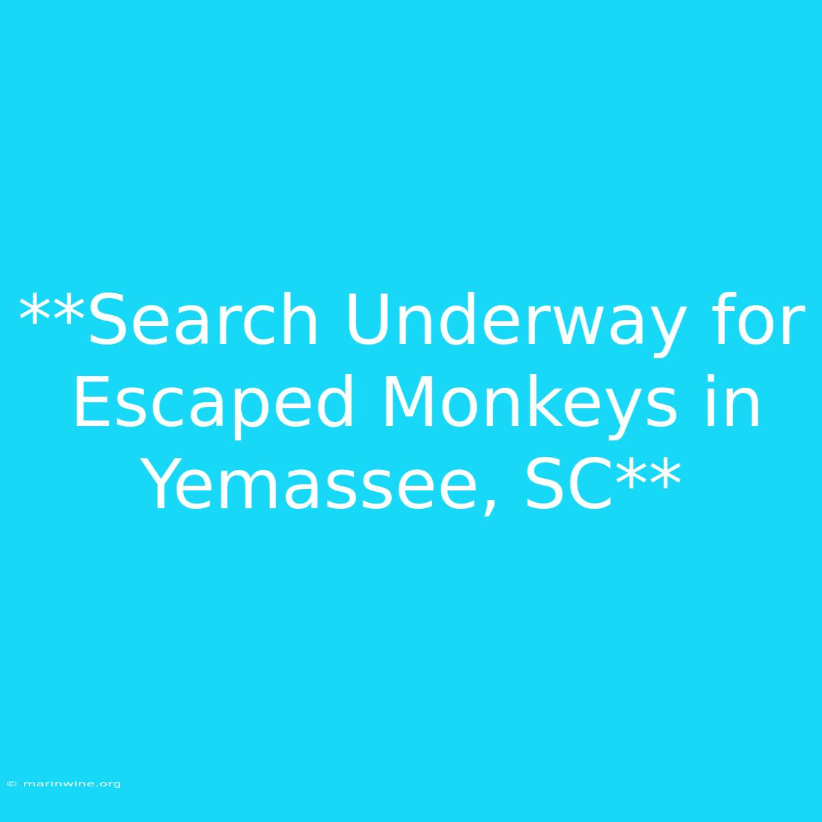 **Search Underway For Escaped Monkeys In Yemassee, SC** 