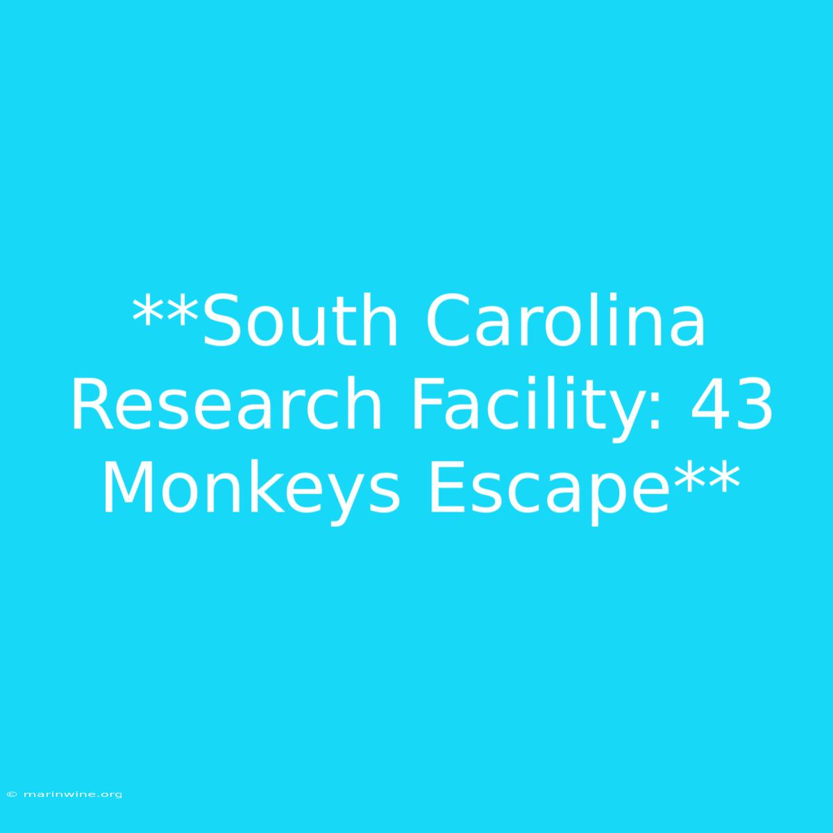 **South Carolina Research Facility: 43 Monkeys Escape** 