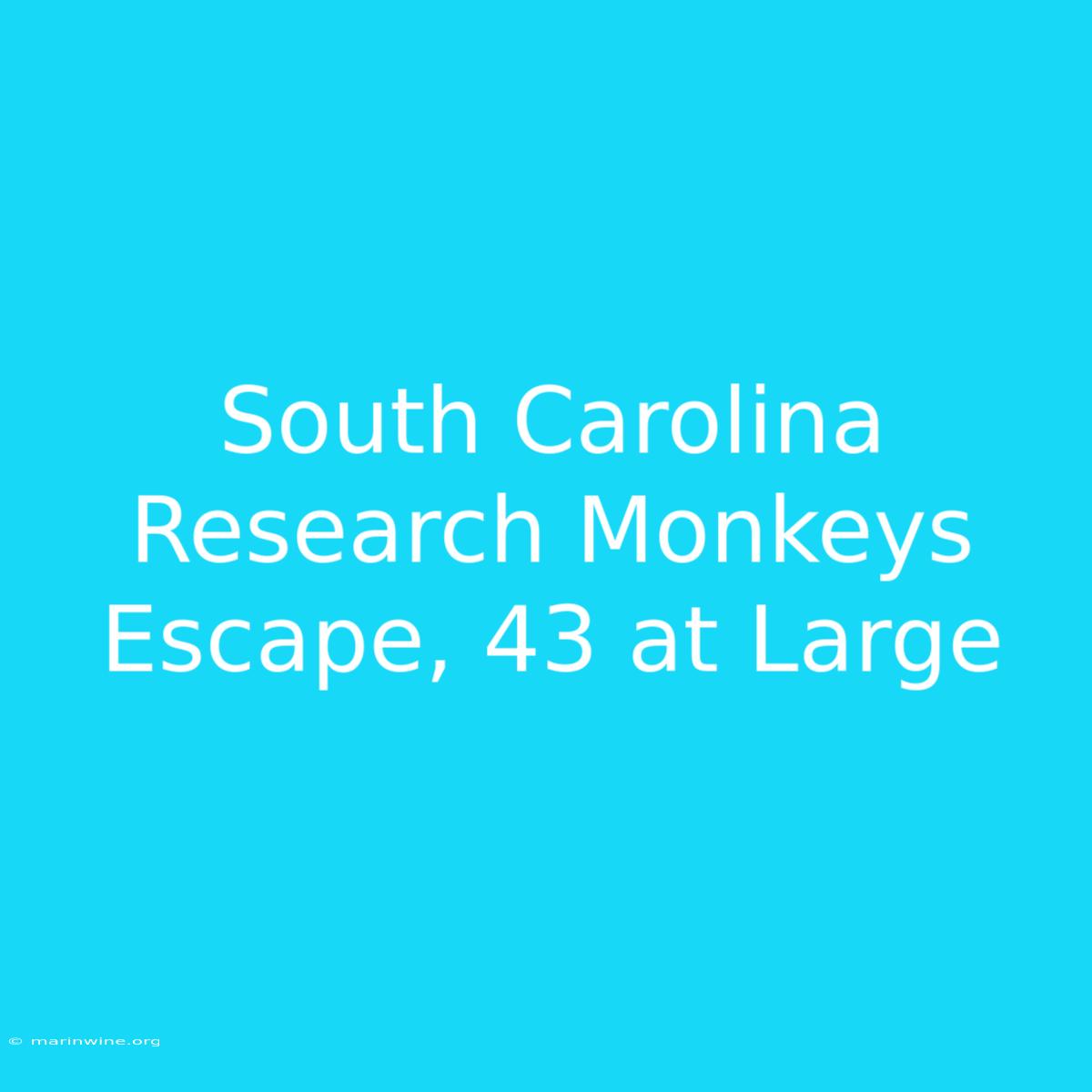 South Carolina Research Monkeys Escape, 43 At Large