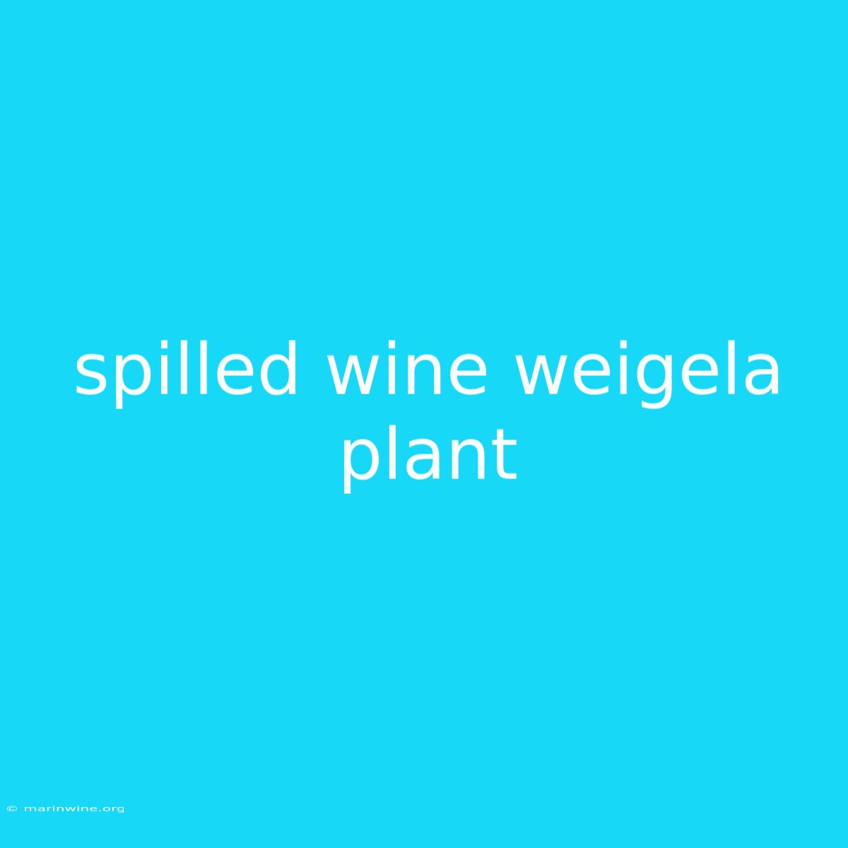 Spilled Wine Weigela Plant