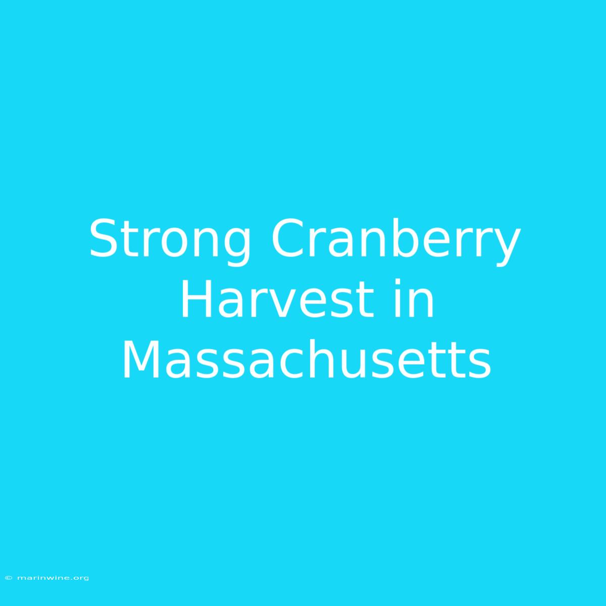 Strong Cranberry Harvest In Massachusetts