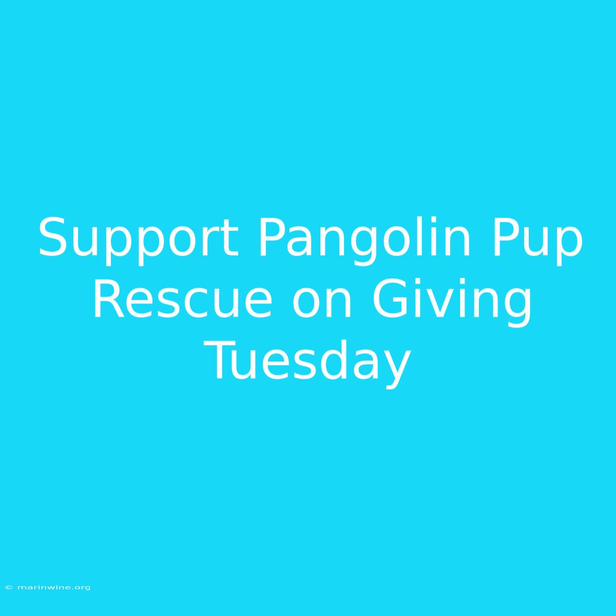 Support Pangolin Pup Rescue On Giving Tuesday