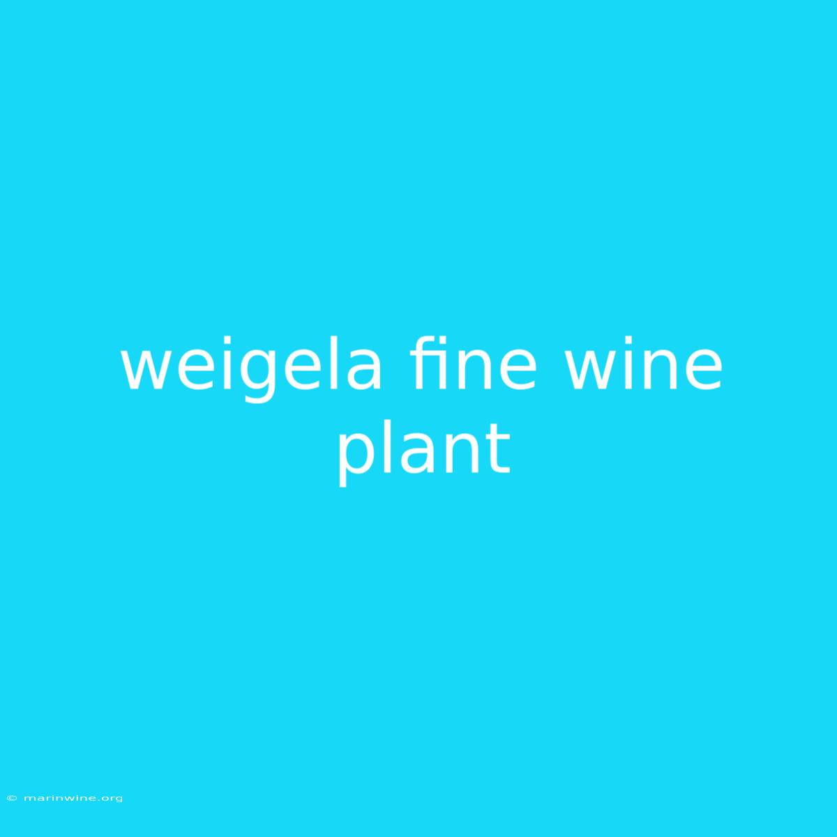 Weigela Fine Wine Plant