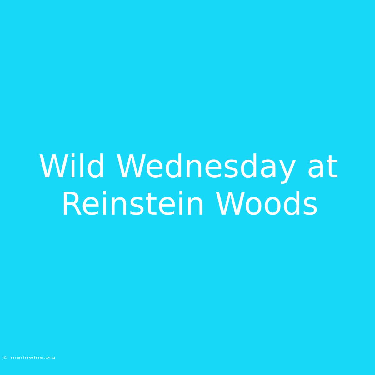 Wild Wednesday At Reinstein Woods