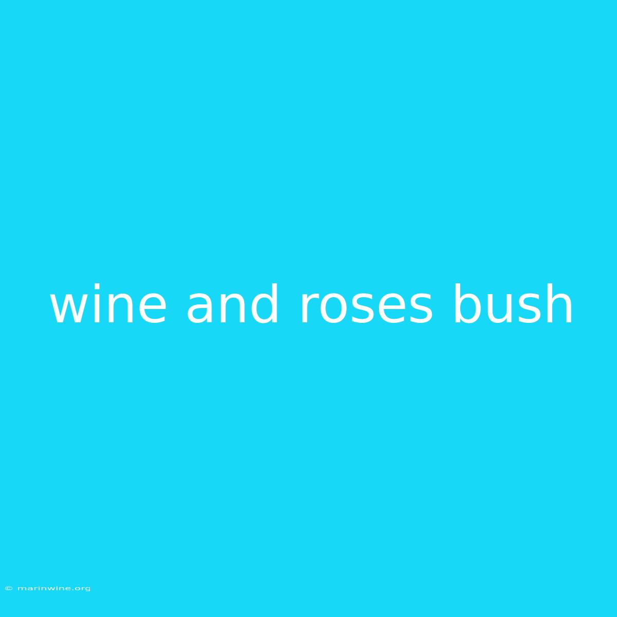 Wine And Roses Bush