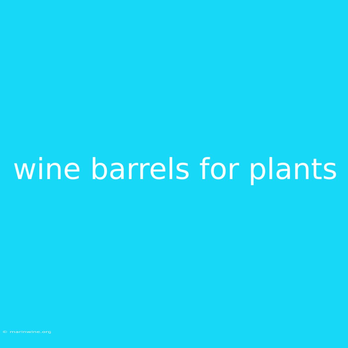 Wine Barrels For Plants