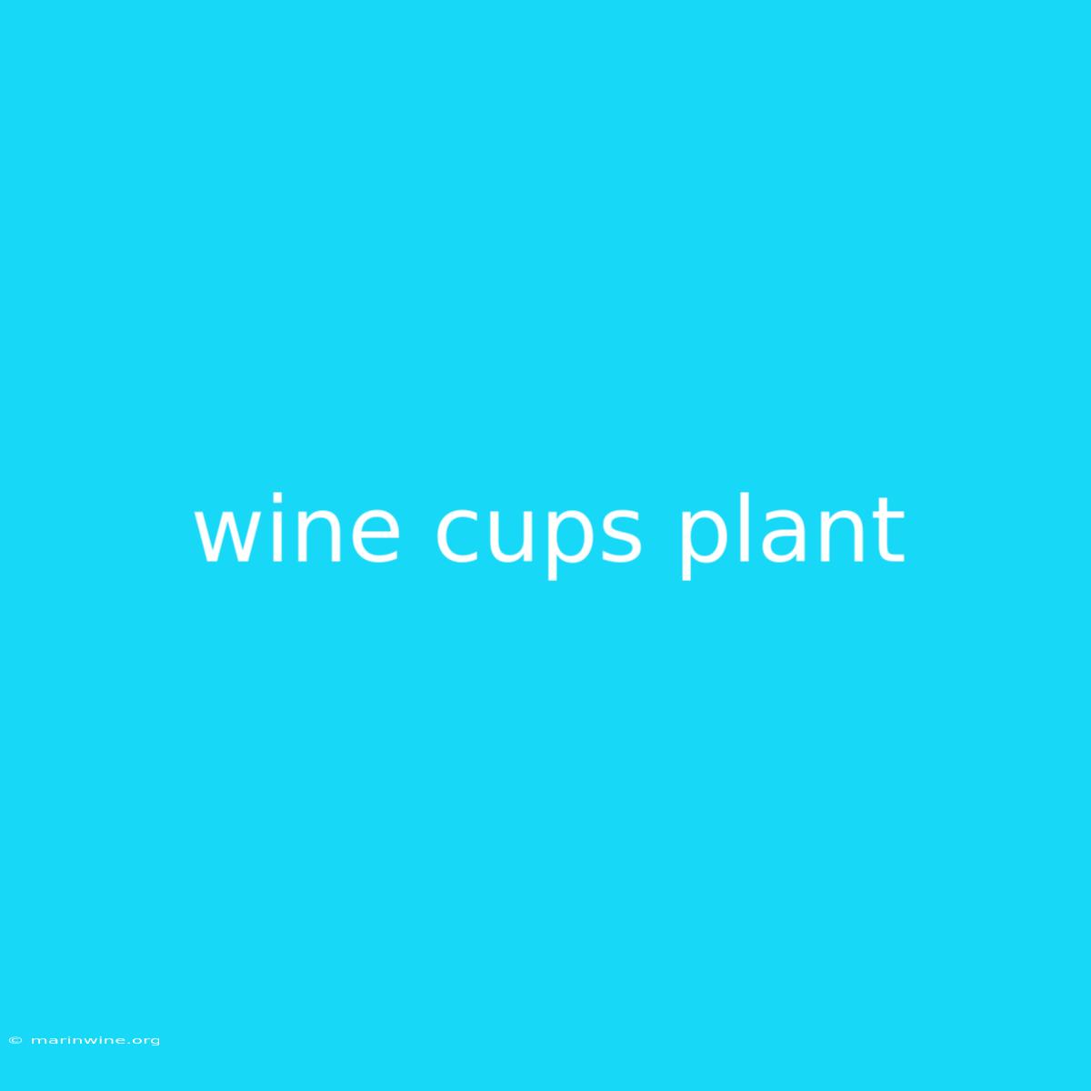 Wine Cups Plant